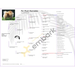 Alexandroff Morgann Wolf Pedigree