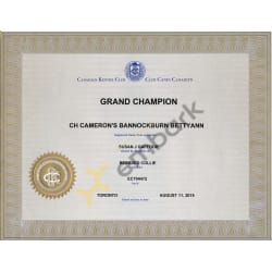 Cameron's Bannockburn Bettyann's Grand Champion Certicate from the Canadain Kennel Club