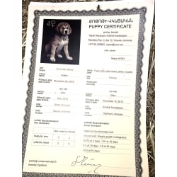 Aralez' Puppy Certificate from her breeder in Armenia.