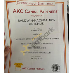 AKC Canine Partners 