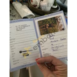 Purchase Location, Training Facility, Passport 