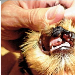 Nasal Fistulae at one year. Flap procedure repair did not hold with swelling. 2nd defect was one enlarged uterine horn. Did not retry. Only one infection in one year which may have been caused by a blade of grass. Surgery attempt 2010
