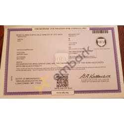 OFA Degenerative Myelopathy Certificate 