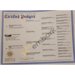 Akc pedigree