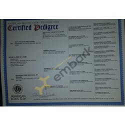 Akc pedigree 