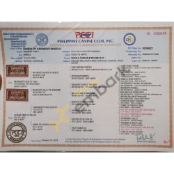 PCCI Paper 