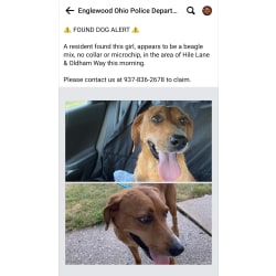 This picture is of a dog found in Englewood on 8/31/22 just a few blocks from where I found my dog a a few years earlier. They look identical and I think they might be sisters.