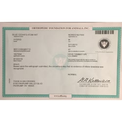 OFA - Elbow Dysplasia ( NO EVIDENCE )