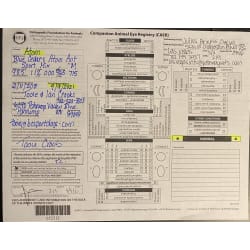 OFA -CAER Exam ~ NORMAL  8/9/2021