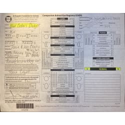 OFA -Eye Exam