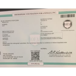 OFA Certificate - Elbows - NORMAL