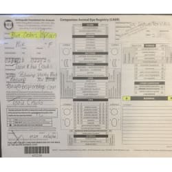 CAER -OFA 
            Eye Exam 02/20/2020  NORMAL