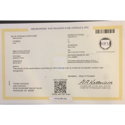 OFA Certificate - There is no evidence of patellar luxation - NORMAL