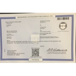 OFA Certificate Hips - GOOD