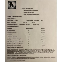 Cardiac Evaluation -Normal