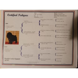 Pedigree certificate