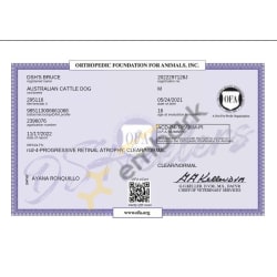 OFA RCD4-CLEAR