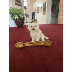 Buddy with Milo’s bone 😆 