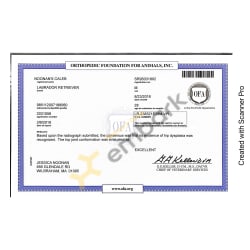 OFA Hips Certificate