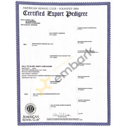 AKC pedigree 