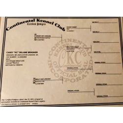 CKC Pedigree