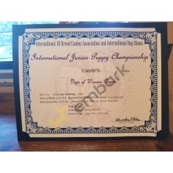 IABCA International Puppy Champion 