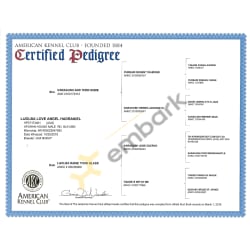 AKC Certified Pedigree