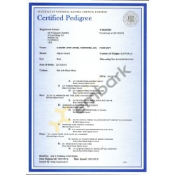 ANKC Certified Pedigree