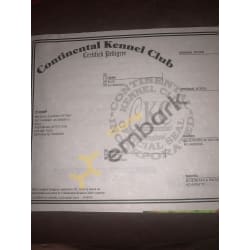 Certified Pedigree 