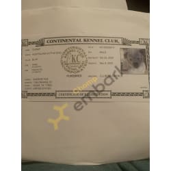 My baby boy Chomp’s certificate 🐾❤️