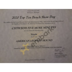 UKC Top Ten Bench Show Dogs Placement Certificate 