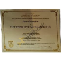 UKC Show Champion Certificate 