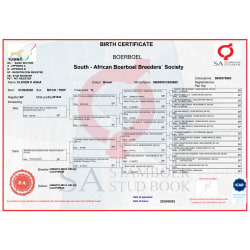 SABBS Birth Certificate ~ Asha