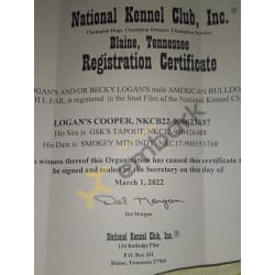 NKCB22-900623637  Registration/Pedigree 