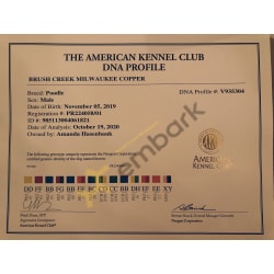 AKC Kennel Club DNA Profile 