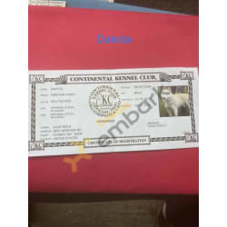 Dakota's Continental Kennel Club Registration Certificate