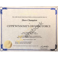 UKC Show Champion Title Certificate