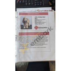 Service Reg- Diddy completed service training by the time he hit a year old. Hes been trained to recognize and alter to PTSD and follow through with the grounding technique. He was also fully potty trained by 6mos, and completed his first 4+ hr flight by the time he was 5 Mos with absolute perfection, not a peep nor accident.  