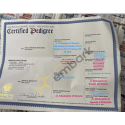 Official AKC Pedigree