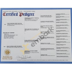 Certified Pedigree - Sir Duke of Legends