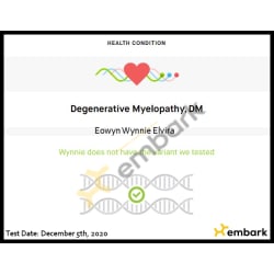 Wynnie tested Clear for DM - Degenerative Myelopathy