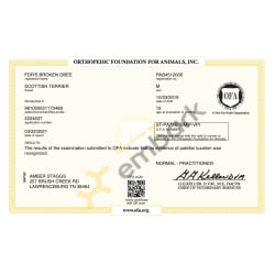 OFA Patellar Luxation Certificate