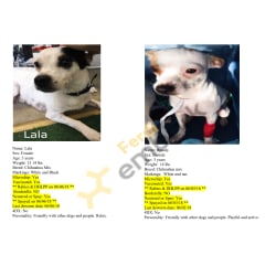 Intake from Sato who rescued 13 dogs in PR.  Photos of all dogs. Ferdi was “Vic”