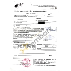 x-Ray results for Franjo von Canis Lupus Pallipes
            HD A1 (free)
            ED 0 (free)
            Spondylosis free
            Lumbosacral transitional vertebrae (LSTV) free