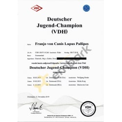 "German Youth Champion (VDH)" 2019
            Franjo von Canis Lupus Pallipes