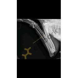 Elbow radiographs
            OFA: AUK-EL13F42-VPI