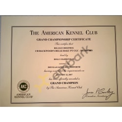 Baku's AKC GCH