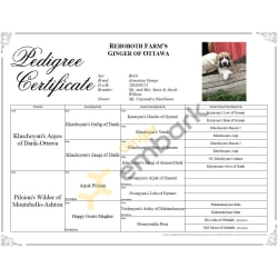 Ginger’s AGCC Pedigree 