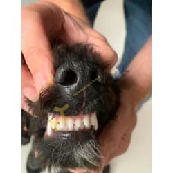 Teeth control 