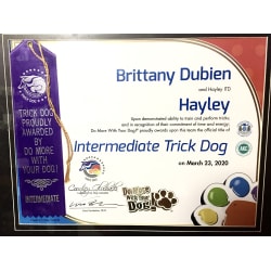 Intermediate Certificate from Do More With Your Dog